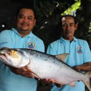 Avistan en el río Mekong un pez gigante que se creía extinto