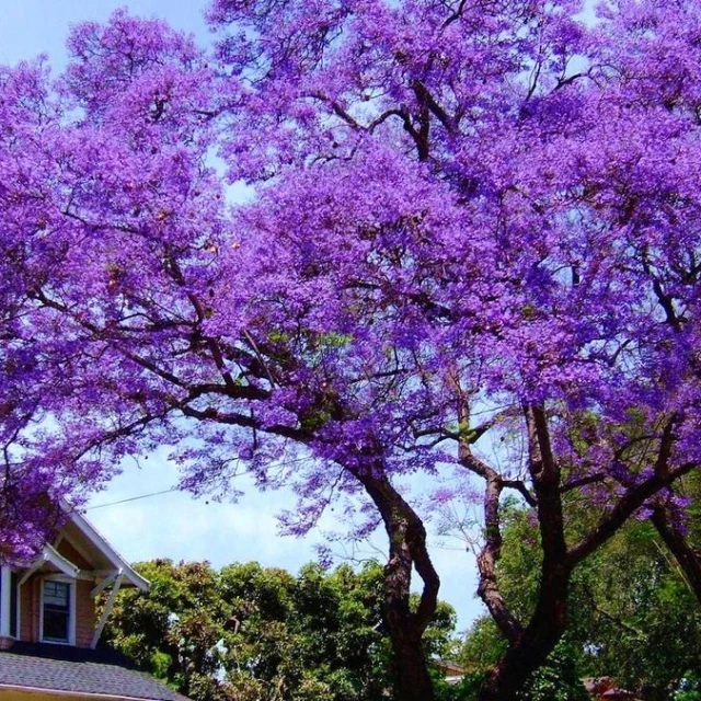 La paulownia o kiri, el árbol milagroso que es una amenaza en España