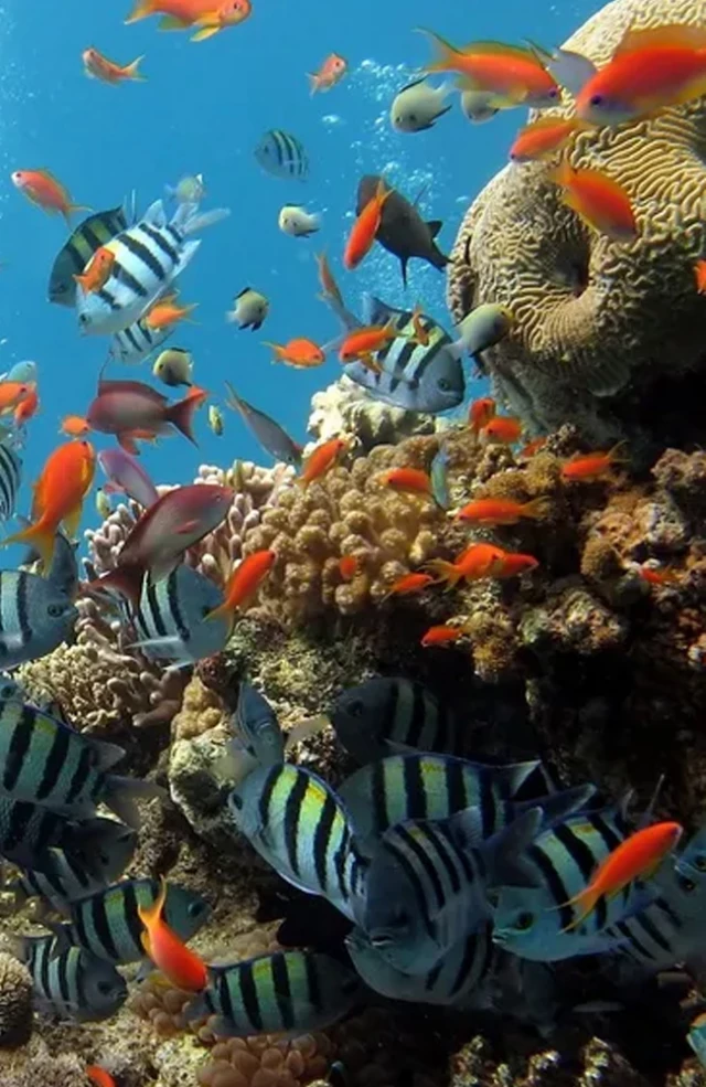 Cuerpos en el abismo: la desaparición de los arrecifes de ostras y su impacto en el mar