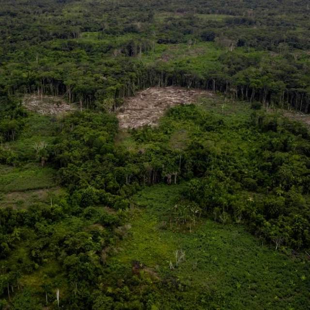 Más de un tercio de las especies de árboles del planeta está en peligro de extinción