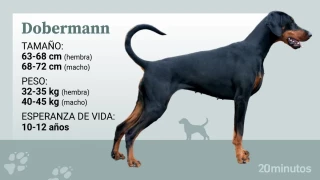 El dobermann, la raza que nació para proteger a un recaudador de impuestos alemán