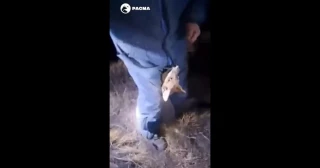 PACMA denuncia cómo un cazador mata a puñetazos a un zorro mientras otros se ríen en Granada