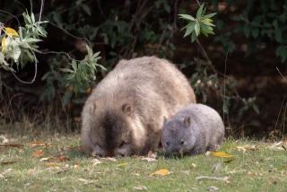 Una influencer estadounidense genera indignación en Australia tras separar a una cría de wombat de su madre (ENG)