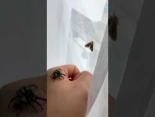 más visitadas