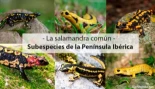 más visitadas